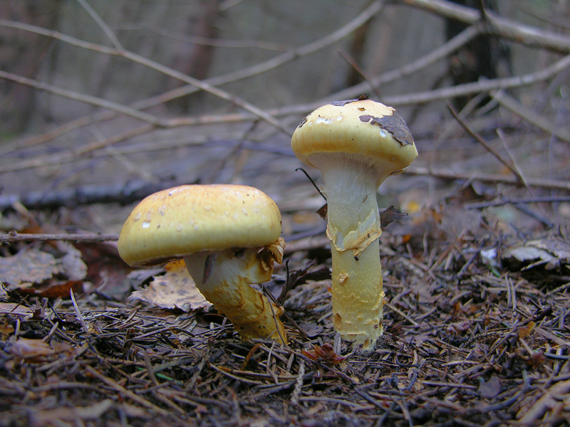 Cortinarius, 26 settembre.